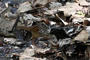 060 Sparrow, Swamp, 2023-05120175 Parker River NWR, MA